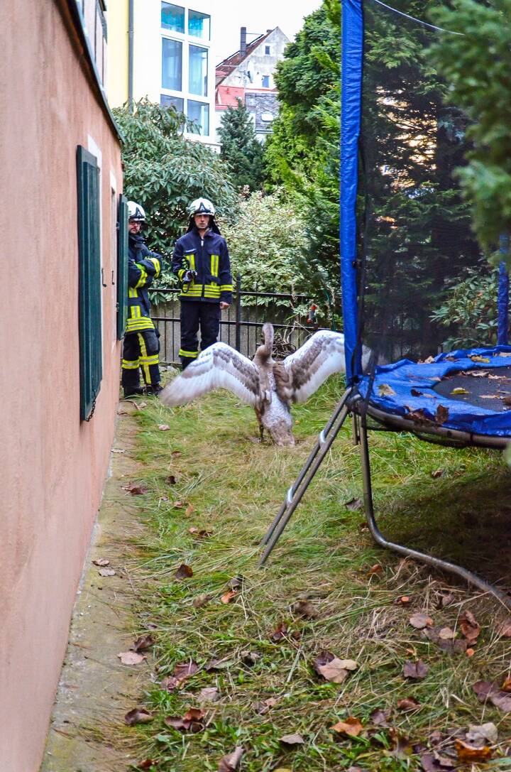 Hilfloser Schwan im Garten Dresdener Straße Feuerwehr